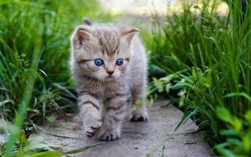 猫咪大作战无限猫罐头版中文下载手机版-猫咪大作战无限猫罐头版中文内置作弊菜单下载v.2.39