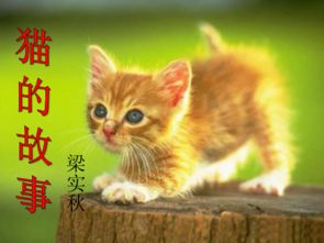 猫咪大作战无限猫罐头版中文下载手机版-猫咪大作战无限猫罐头版中文内置作弊菜单下载v.2.39